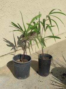 Foxy Lady palms.JPG